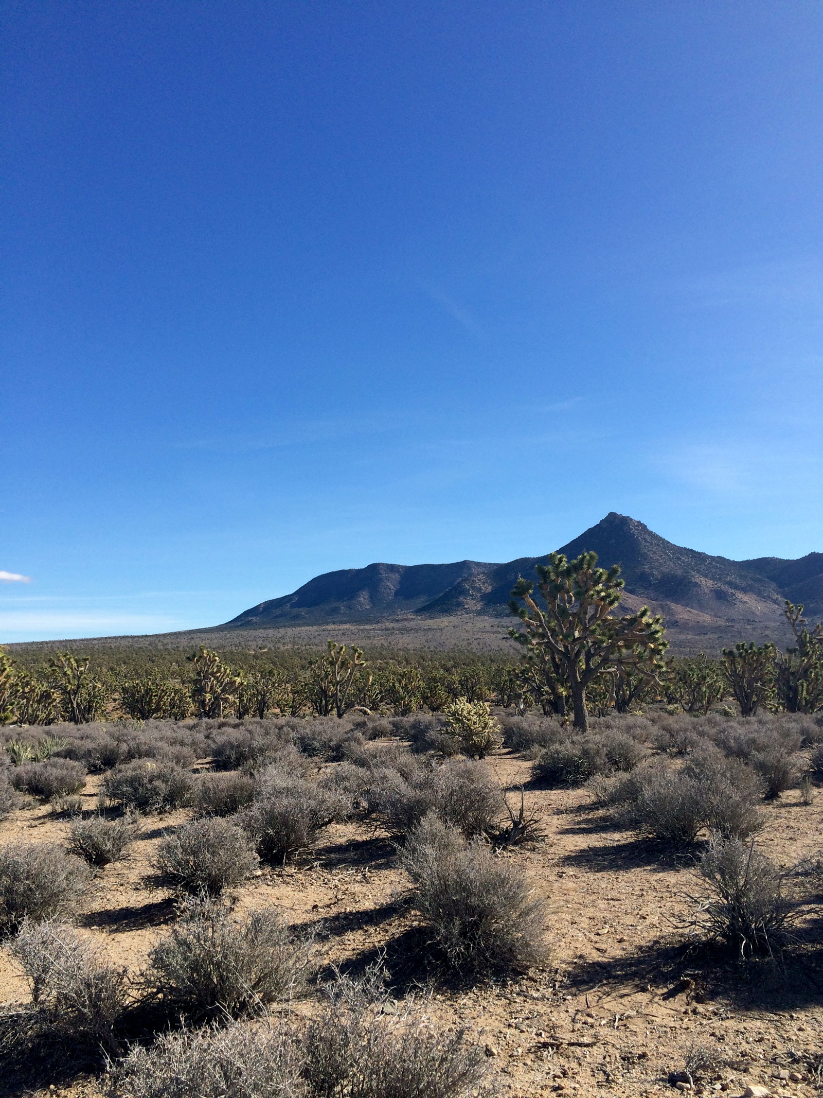 DESERT FOREST / The Grapevine Mesa-Joshua Tree Forest « Estelle + Boots